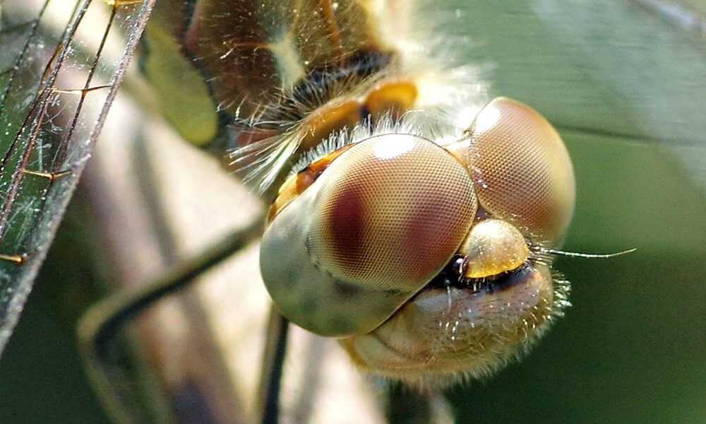 Sympétrum à côtés striés - Sympetrum striolatum