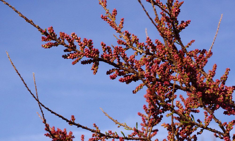 Tamaris de Gaule - Tamarix gallica