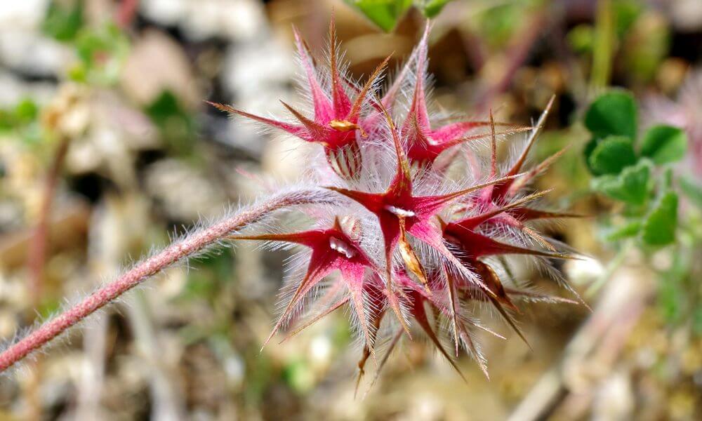 Trèfle étoilé - Trifolium stellatum