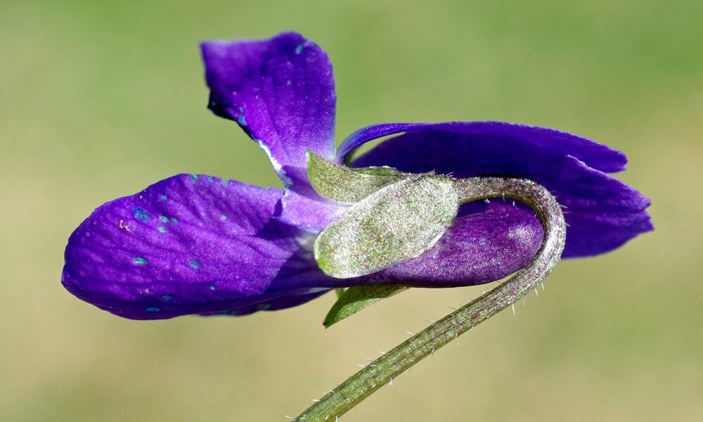 Violette odorante - Viola odorata