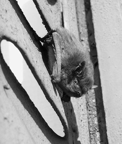 pipistrelle volet.500jpg